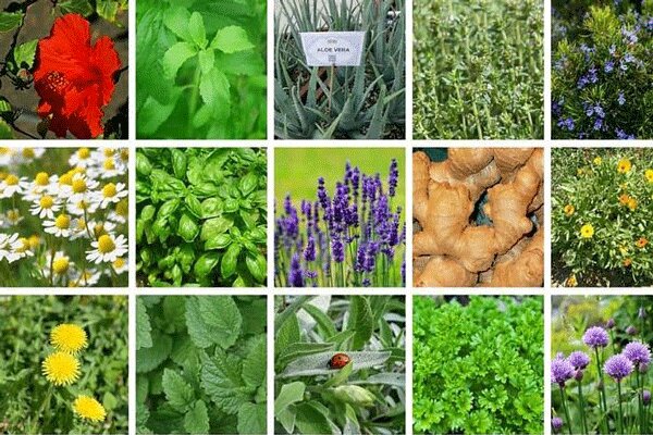 وجود 700 نوع گیاه دارویی در خراسان شمالی ظرفیتی ناب برای اشتغال/ کارآفرینان نیازمند حمایت هستند